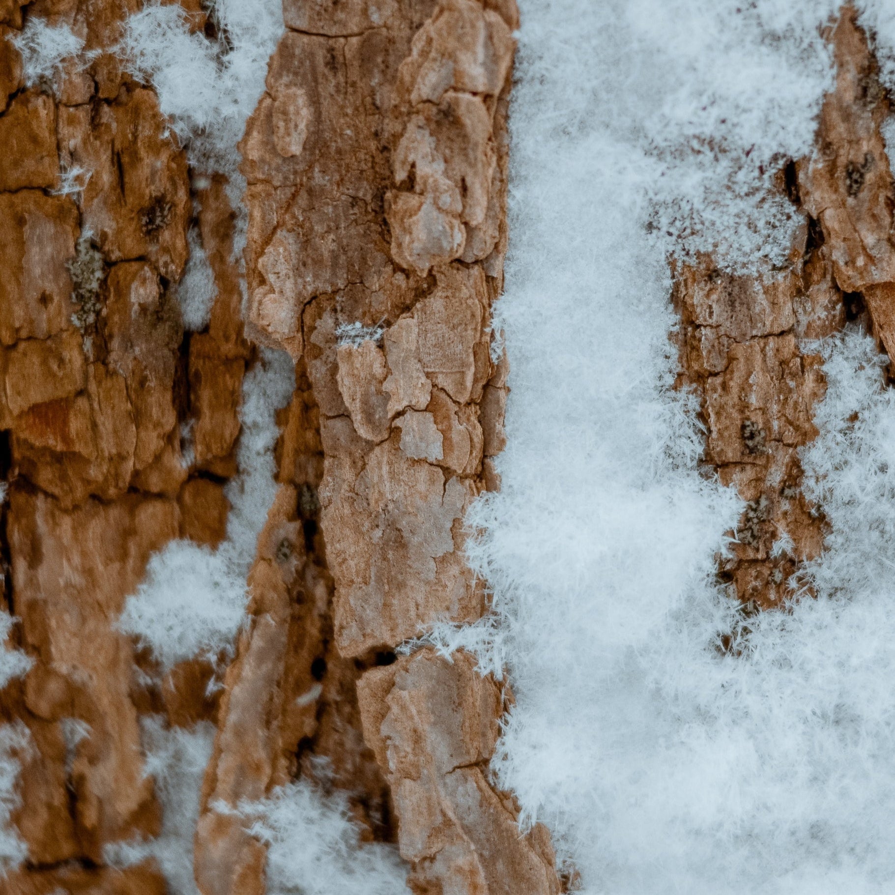 Close-up of a tree trunk with snow on it